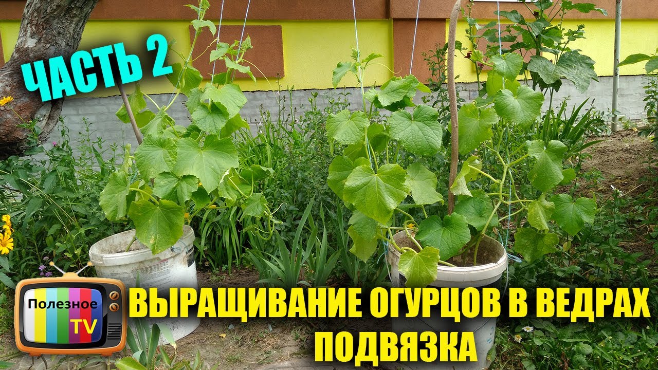 ВЫРАЩИВАНИЕ ОГУРЦОВ В ВЕДРАХ ЧАСТЬ 2 ПОДВЯЗКА