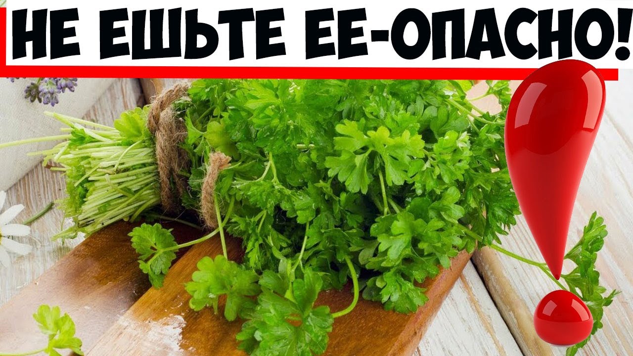Петрушка может стать токсичной: когда можно и нельзя ее употреблять в пищу!