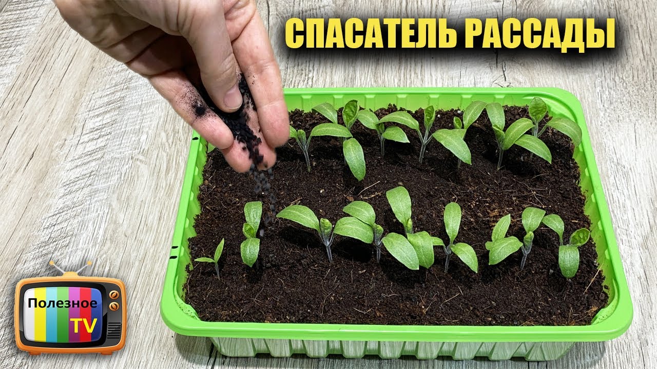 Аптечный спасатель рассады! Просто сыплю под рассаду и она никогда не болеет
