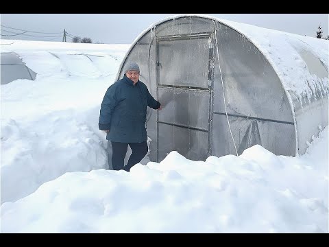 КТО БЫ МОГ ПОДУМАТЬ?! ЧТО Я ВЫРАЩИВАЮ В ТЕПЛИЦЕ ЗИМОЙ.