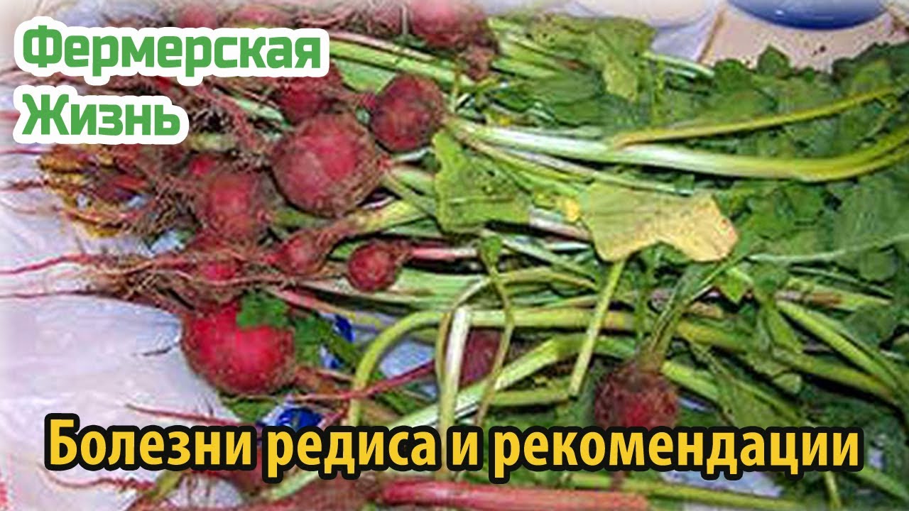 Болезни редиса и рекомендации