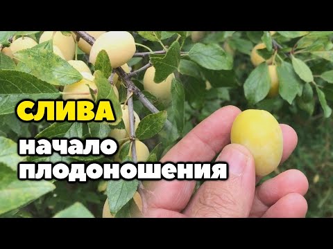 Начало плодоношения сливы - слива выросшая из косточки
