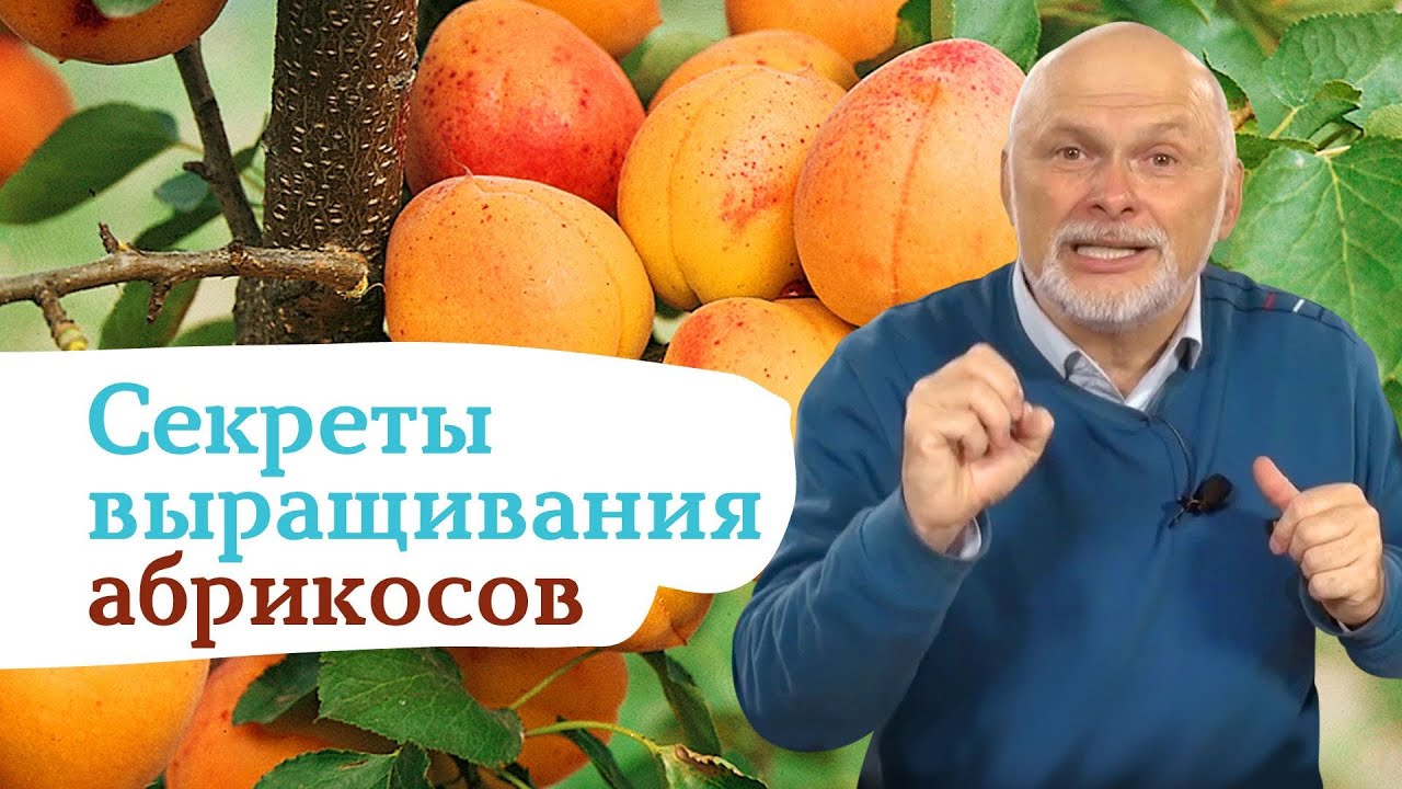 Как выращивать вкусные абрикосы на севере?