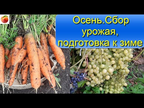 Сад Огород перед зимой Сбор урожая Виноград морковь горох огурцы Что надо успеть сделать сейчас