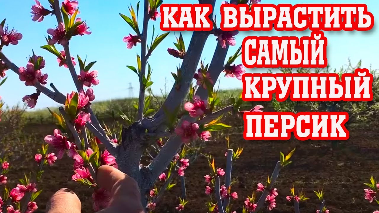 Секреты выращивания КРУПНОГО персика / the secret of growing large peaches