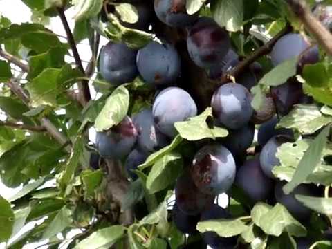 Лучшие сорта слив Чернослив Адыгейский