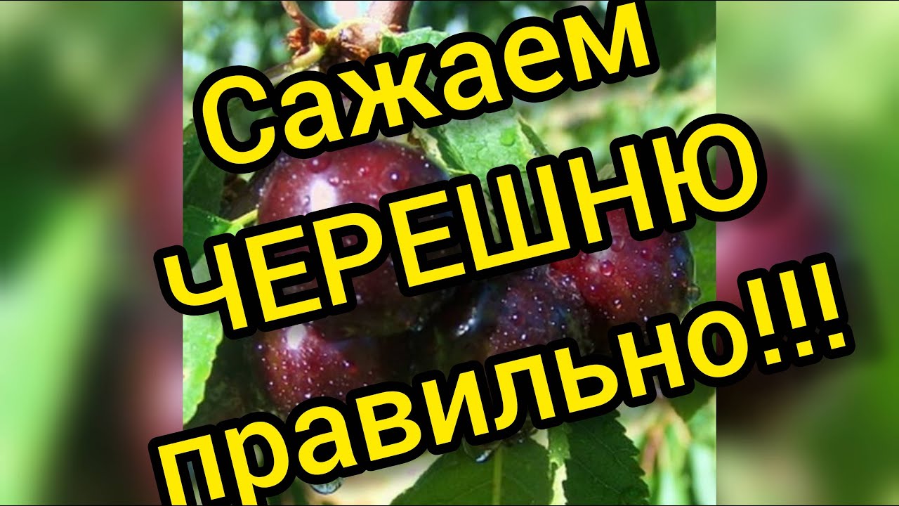 Как правильно посадить черешню, чтобы она плодоносила обильно, долго и, как можно. скорее!!!