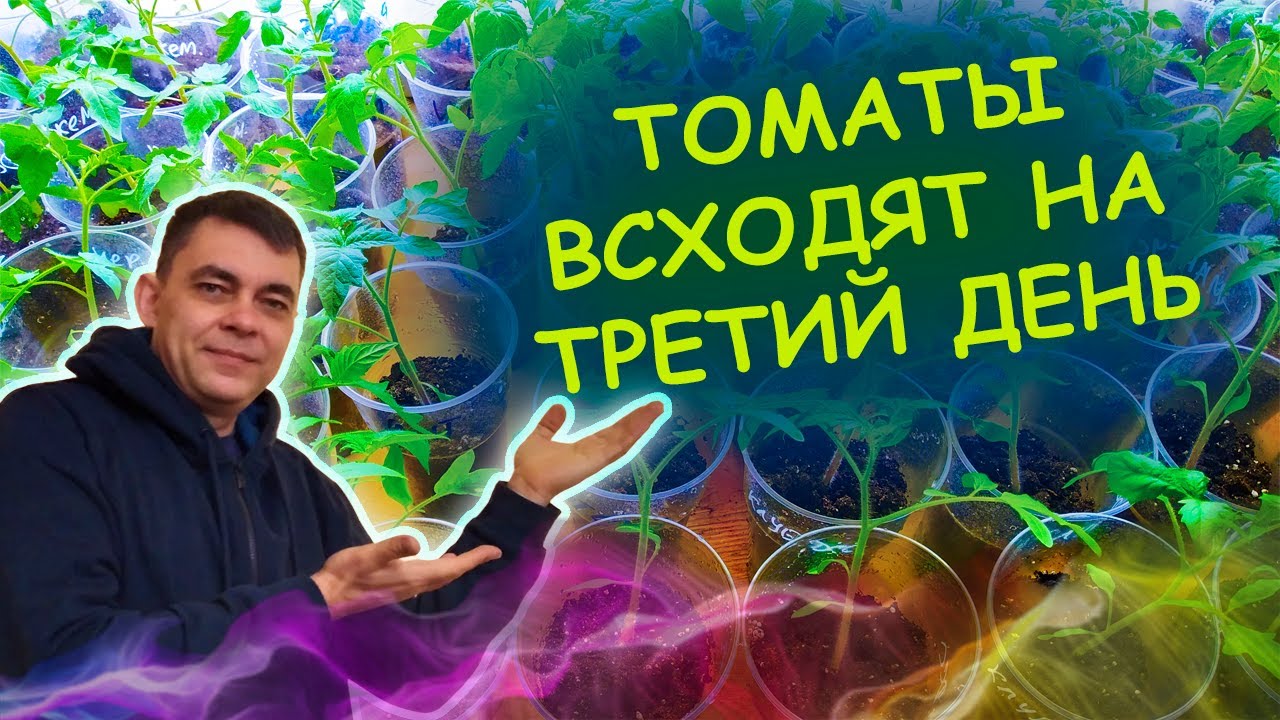 Сею всегда так! СЕМЕНА томатов прорастают мгновенно при такой посадке! Как посеять томаты на рассаду