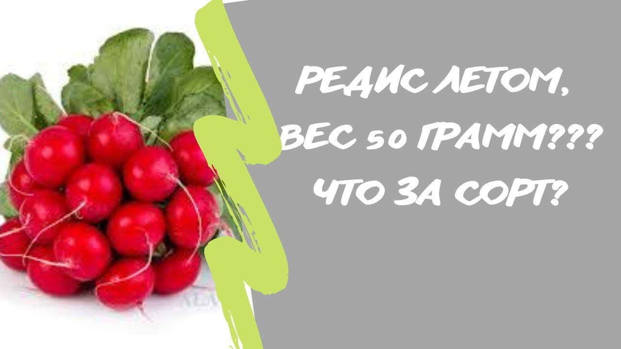 Редис летом, вес 50 грамм?? Что за сорт???