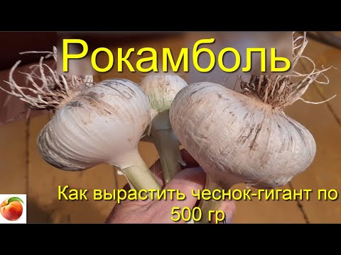 Очень крупный лук-чеснок! Растет легко, быстро, крупно, размножается - как гладиолус) Рокамболь!