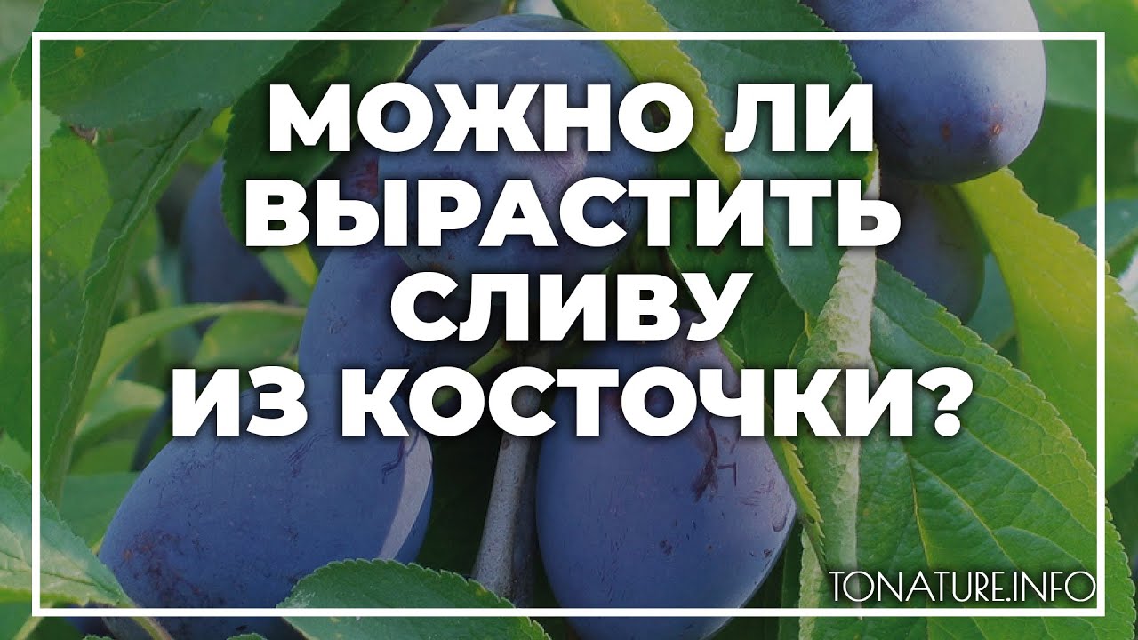 Можно ли вырастить сливу из косточки? | toNature.Info