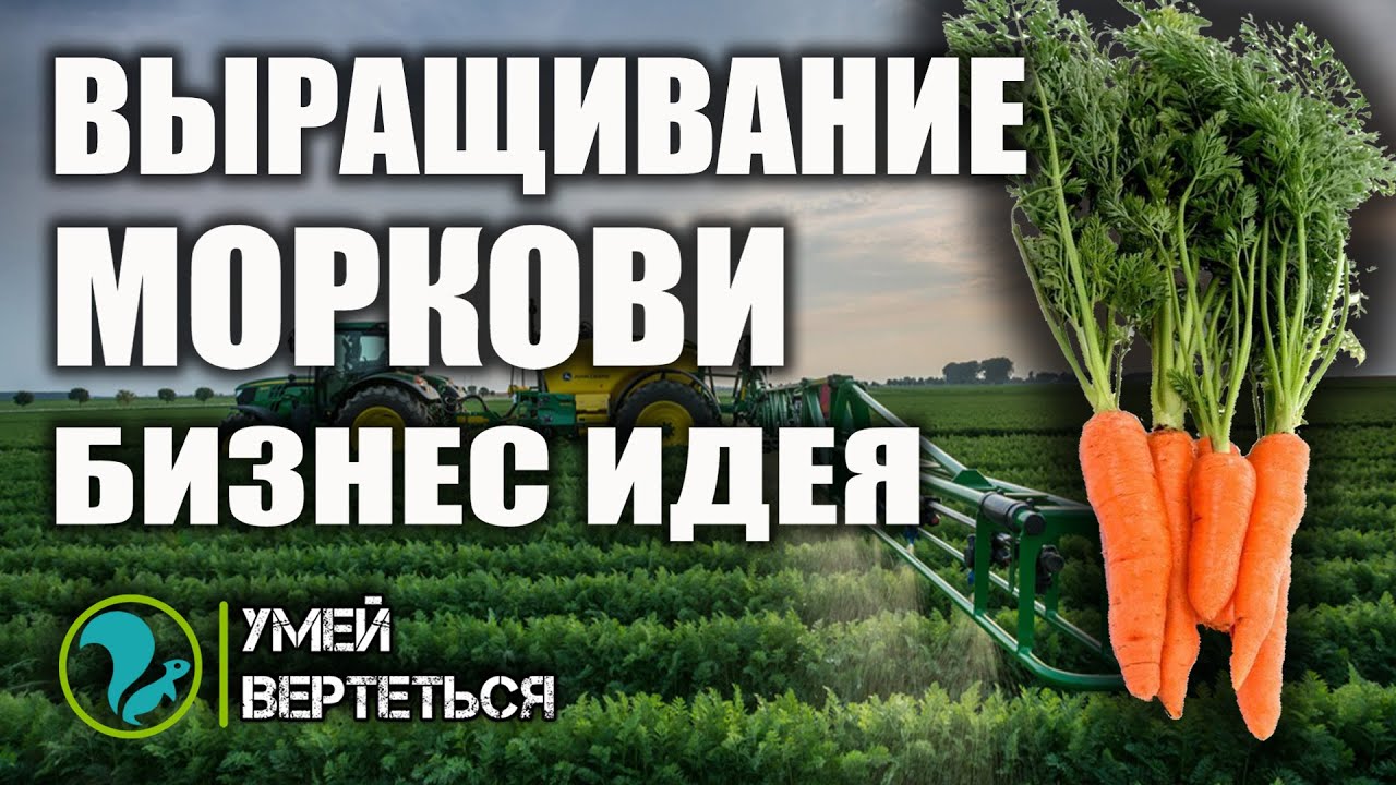 Выращивание моркови. Бизнес идея