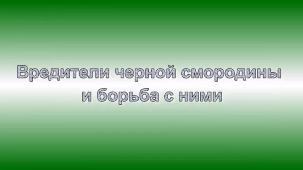 Вредители черной смородины и борьба с ними.