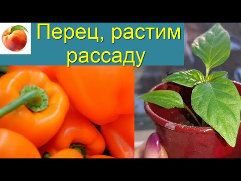 Перец Растим рассаду Пересадка Подкормка важна! Рассада Перца.