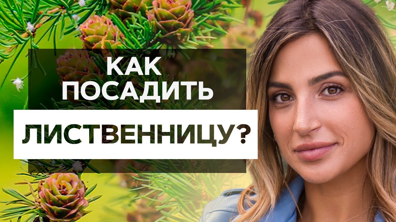 Как посадить лиственницу? Как правильно посадить лиственницу на участке?