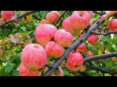 Как выбрать новый сорт яблок? (Агроном-селекционер Михаил Мазунин)