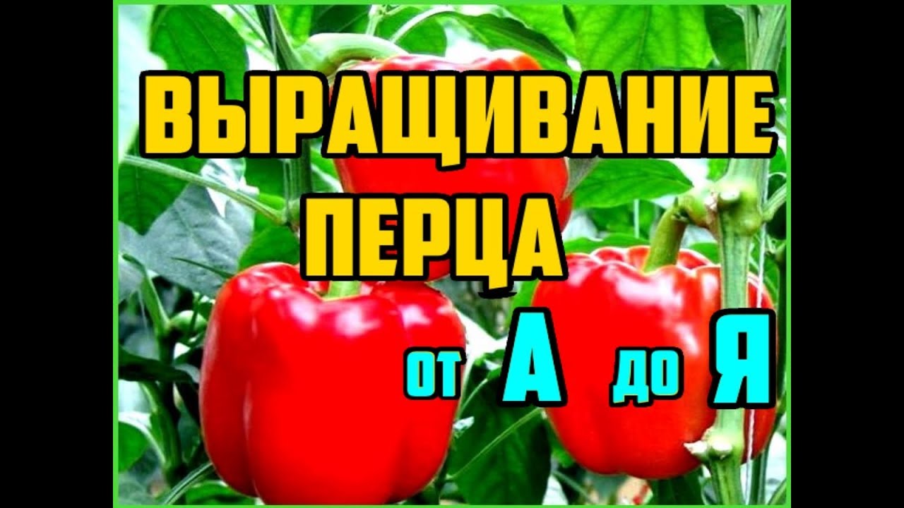 Выращивание перца от А до Я / Рассада перца / Выращивание перца в открытом грунте