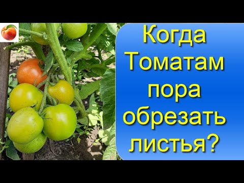 Томаты Когда и какие листья удалять у помидоров Помидоры поспеют быстрее!