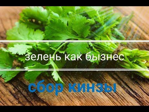 Выращивание кинзы. Зелень как бызнес