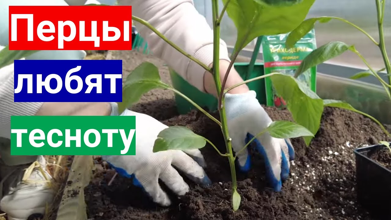 Перцы любят тесноту - схема посадки перца в теплицу.