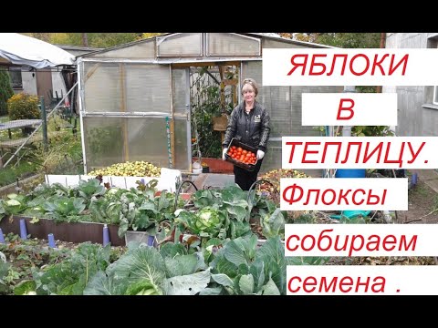 Яблоки в теплицу.Флоксы собираем семена.