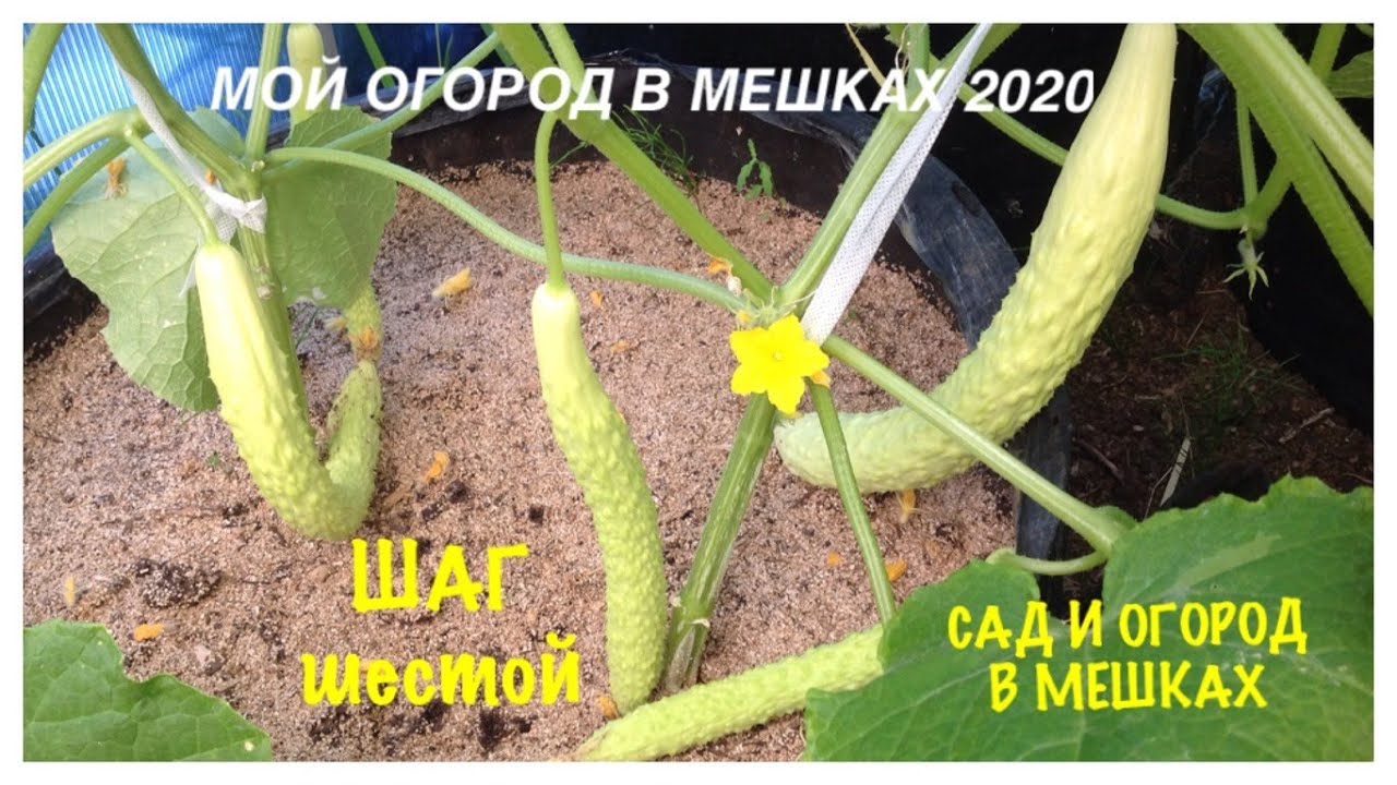 МОЙ ОГОРОД В МЕШКАХ 2020. ОБЗОРКА шестая.