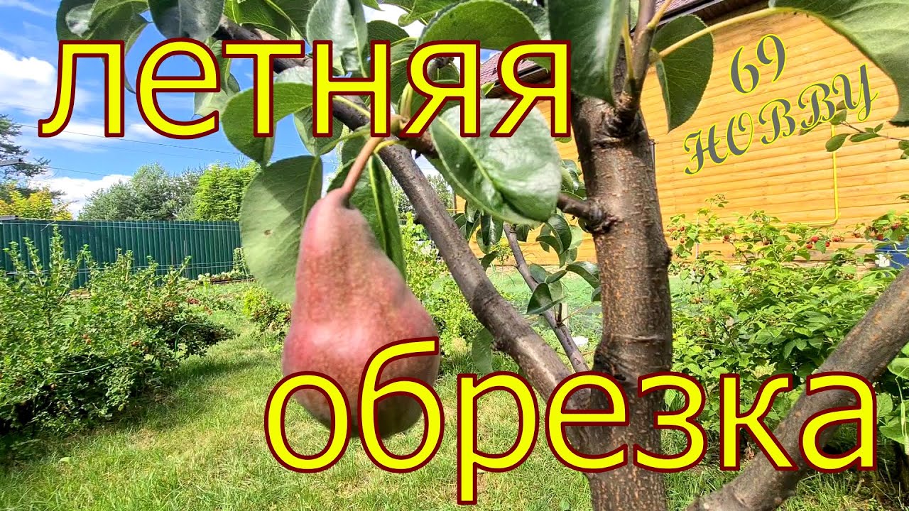 Особенности летней обрезки ГРУШИ! Убираем жировики Когда, как и зачем!