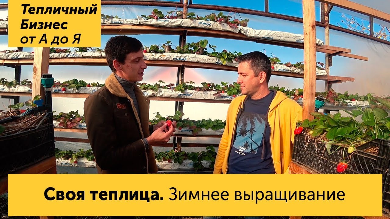 Теплица своими руками. Зимнее выращивание клубники. Автор канала "Огород над землёй"