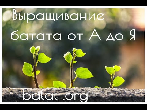 Выращивание батата от А до Я. Весь цикл от посадки на рассаду до сбора урожая