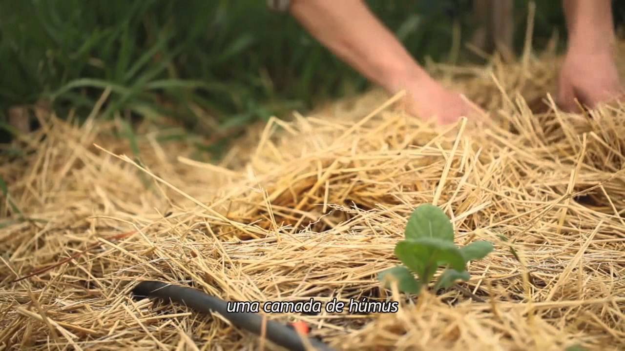 Пермакультурный сад на песке