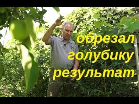 подрезал голубику, результат