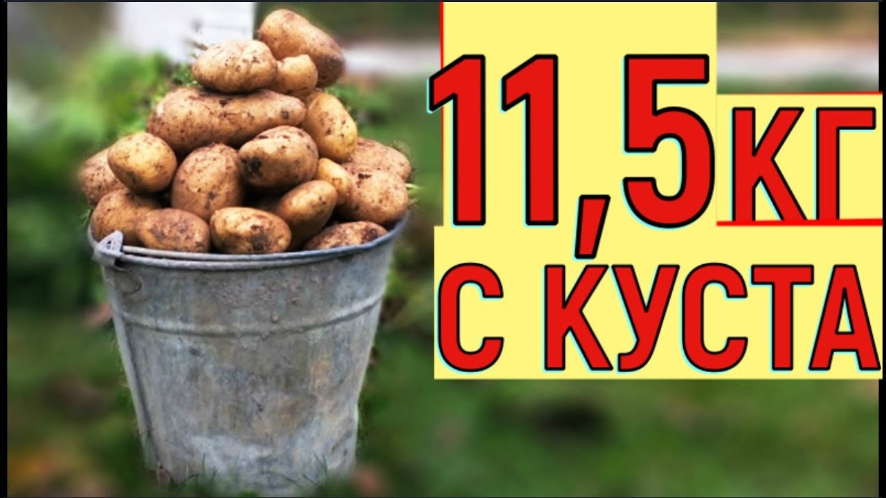 УРОЖАЙ КАРТОФЕЛЯ ВЕДРО С КУСТА ВЫРАЩИВАНИЕ КАРТОШКИ В ЯЩИКЕ