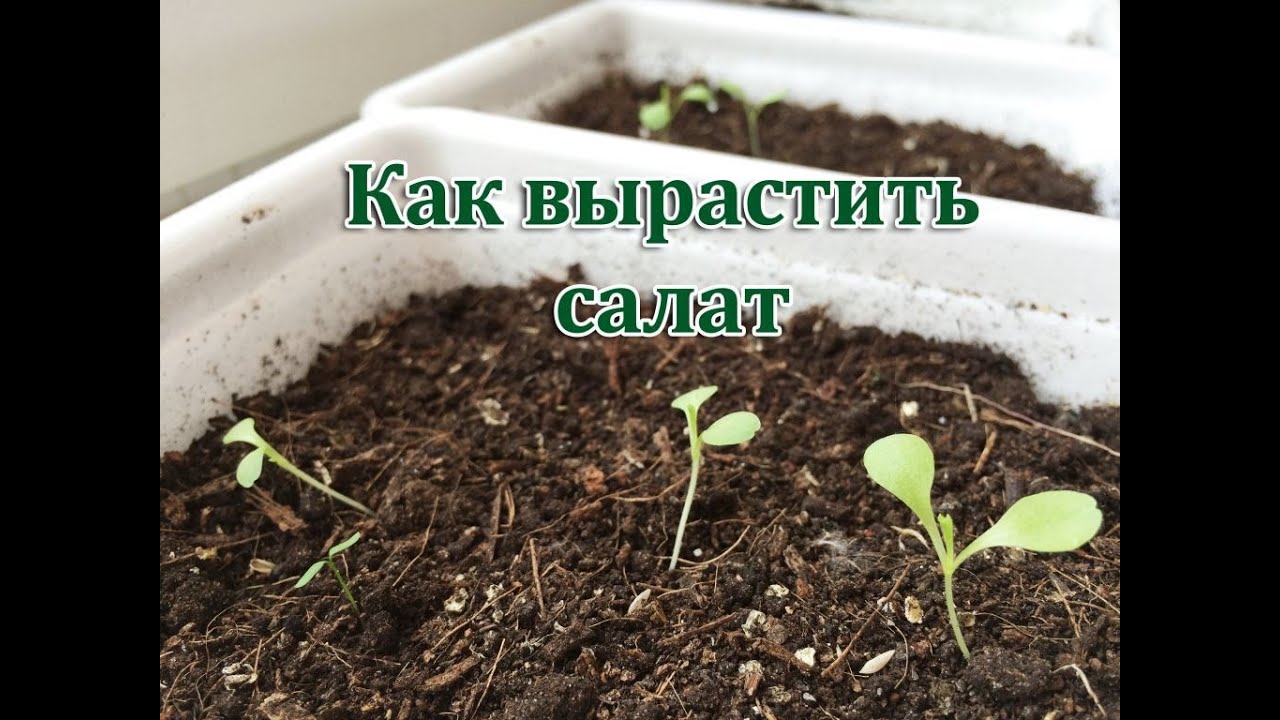 САЛАТ - как посадить и вырастить салат дома