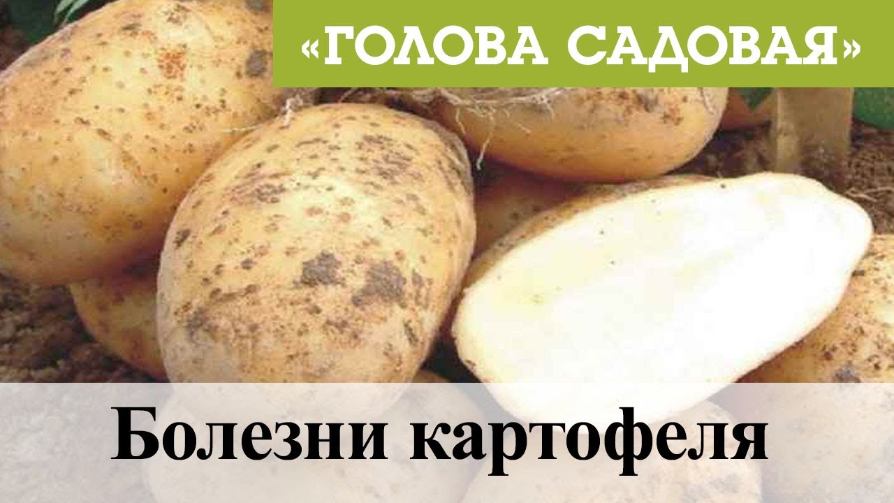 Голова садовая - Болезни картофеля