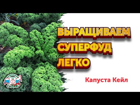 КАК ВЫРАСТИТЬ КАПУСТУ КЕЙЛ - самую полезную и вкусную // Лучшие сорта капусты кейл