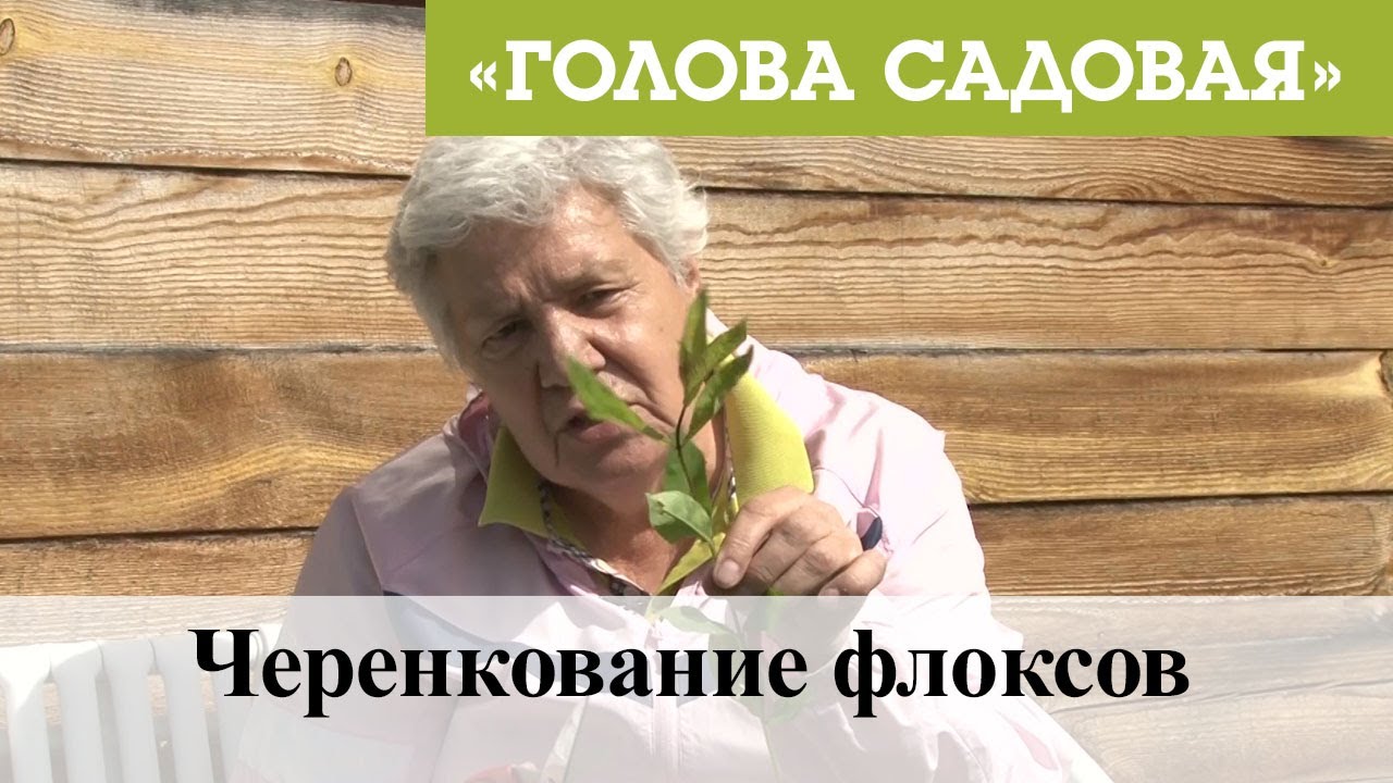 Черенкование флоксов