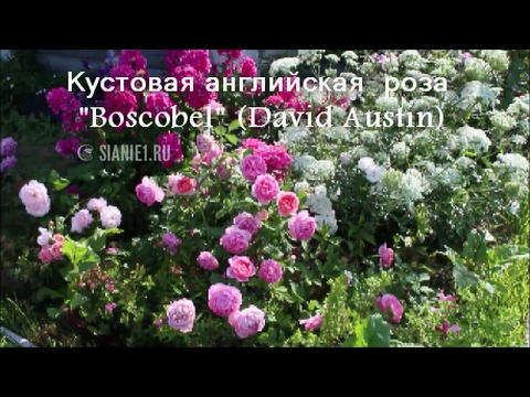 Боскобель (Boscobel) английская роза