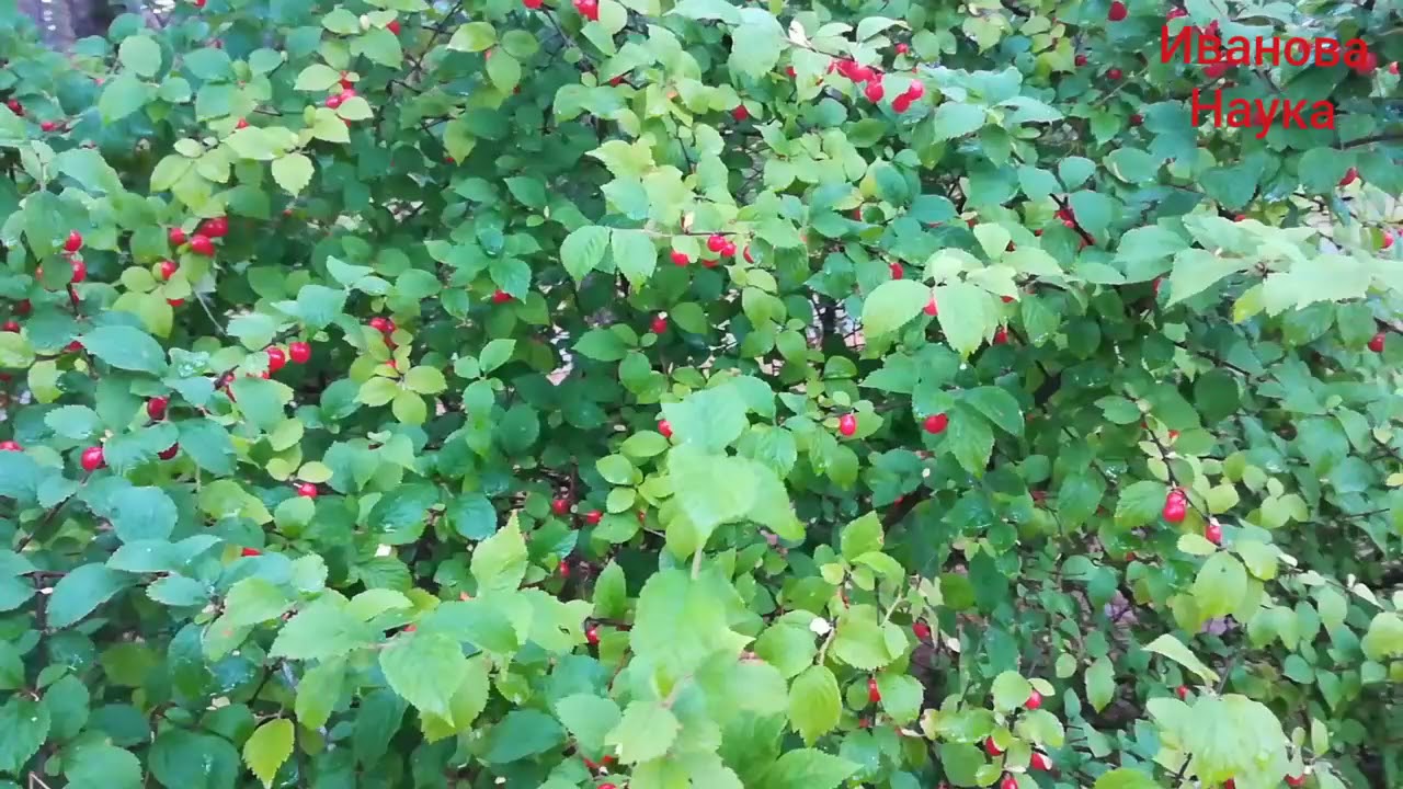 Знакомство с войлочной вишней для новичков