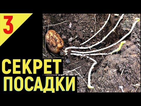 ВЫРАЩИВАНИЕ КАРТОФЕЛЯ от А до Я Посадка картофеля часть3