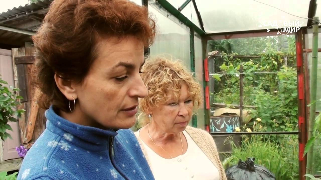 Метод Митлайдера для томатов