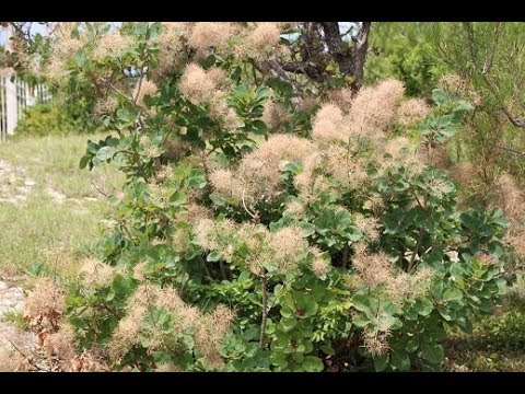 При каких условиях скумпия выживет в Сибири?