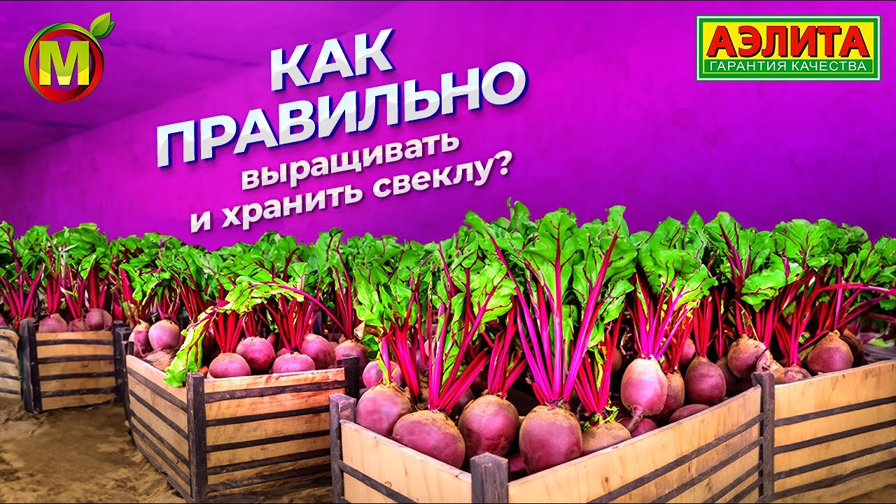 Выращивание и хранение СВЕКЛЫ на зиму!