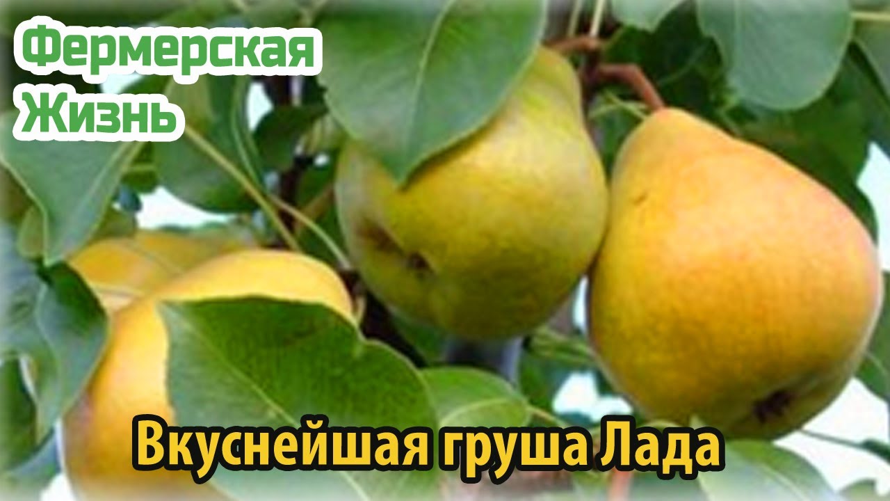 Вкуснейшая груша Лада