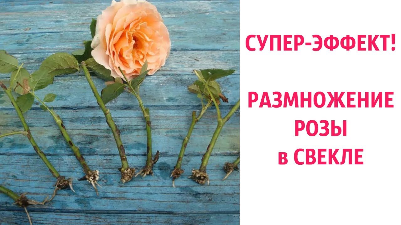 Укоренение роз в свёкле