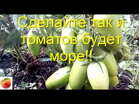 томаты, попробуйте так вырастить рассаду томатов- результат порадует!