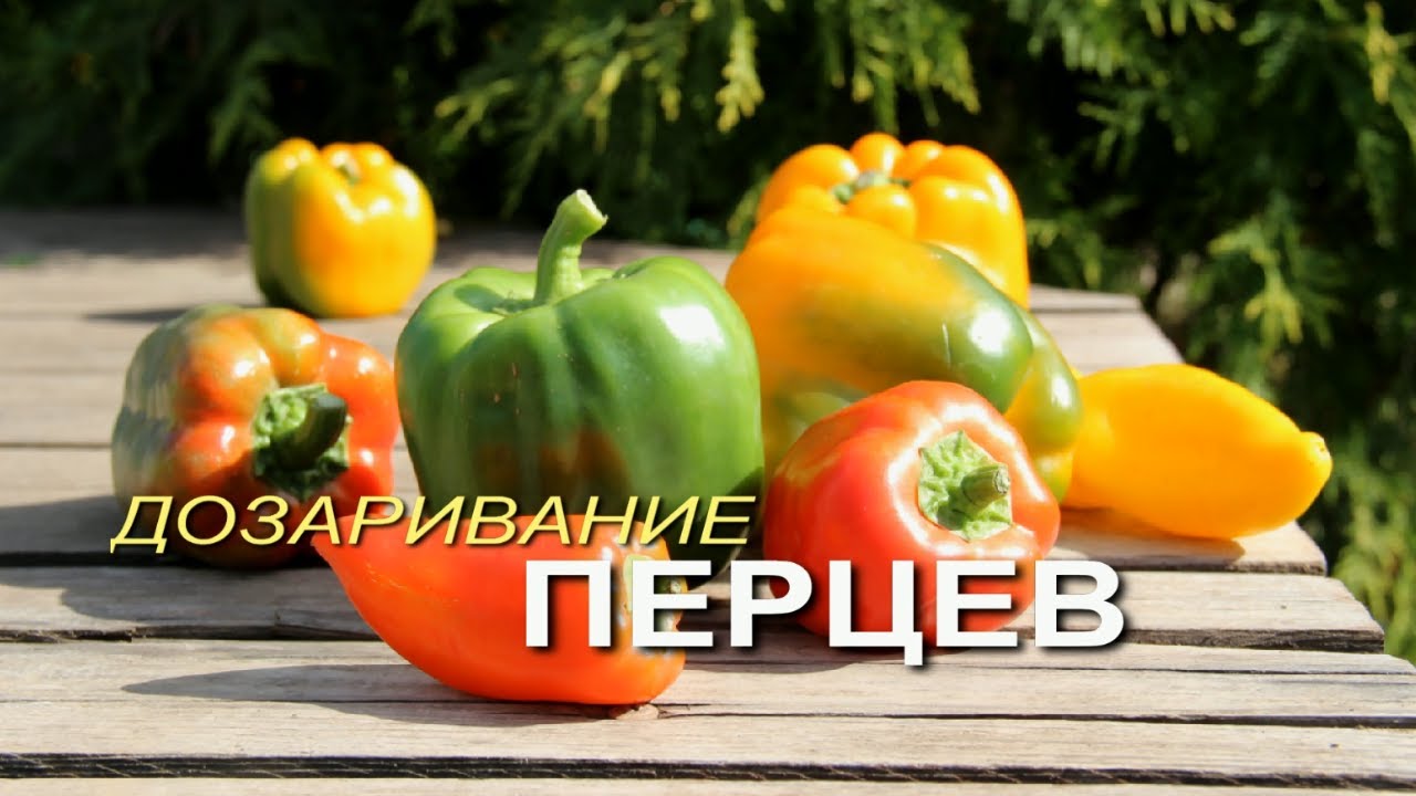 ОТЛИЧНЫЙ СПОСОБ ДОЗАРИВАНИЯ ПЕРЦЕВ! Советы от ЗЕЛЕНОГО ОГОРОДА!