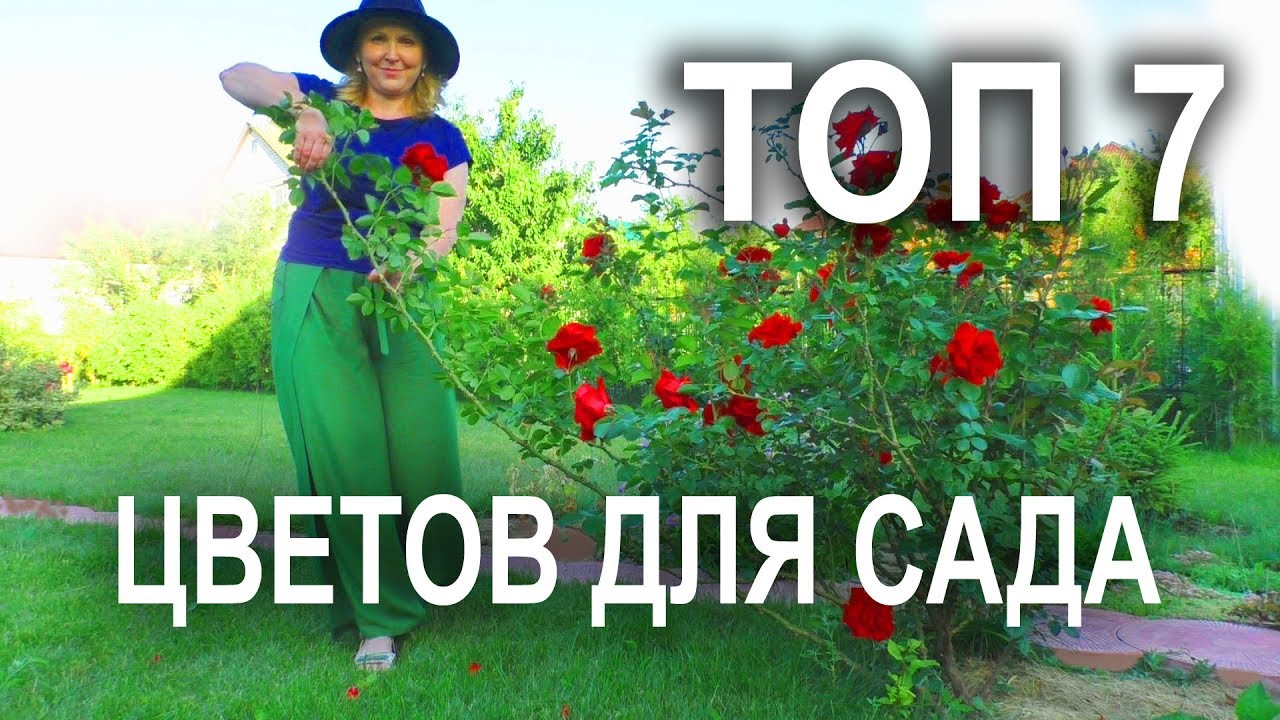 Самые популярные многолетние цветы для сада.