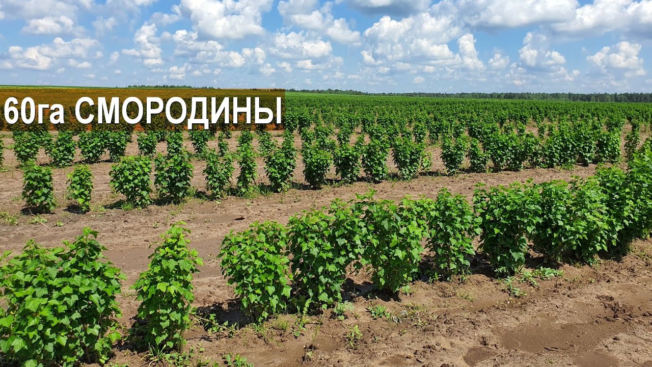 60 га чёрной смородины под мехуборку в фермерском хозяйстве Бабкена Испиряна