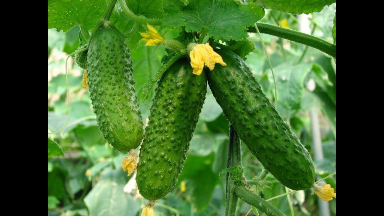 Корнишоны в теплице
