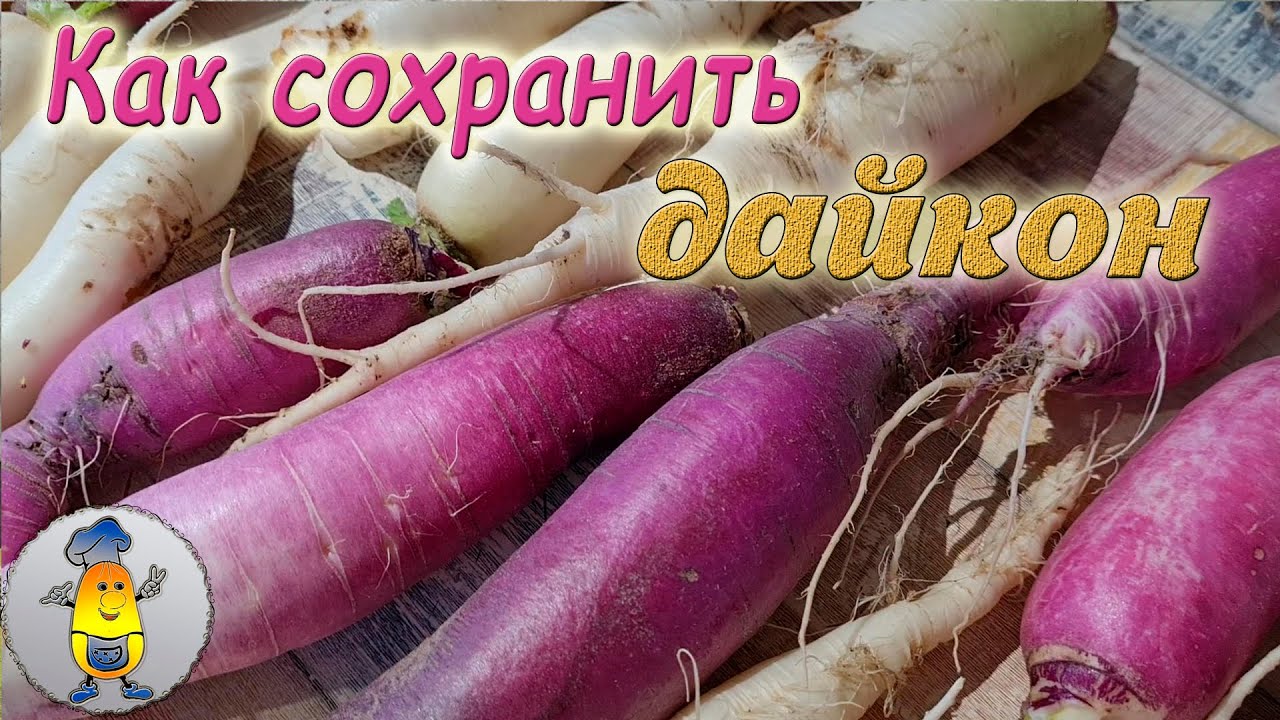 Как сохранить ДАЙКОН до конца зимы | Хранение японской редьки в домашних условиях